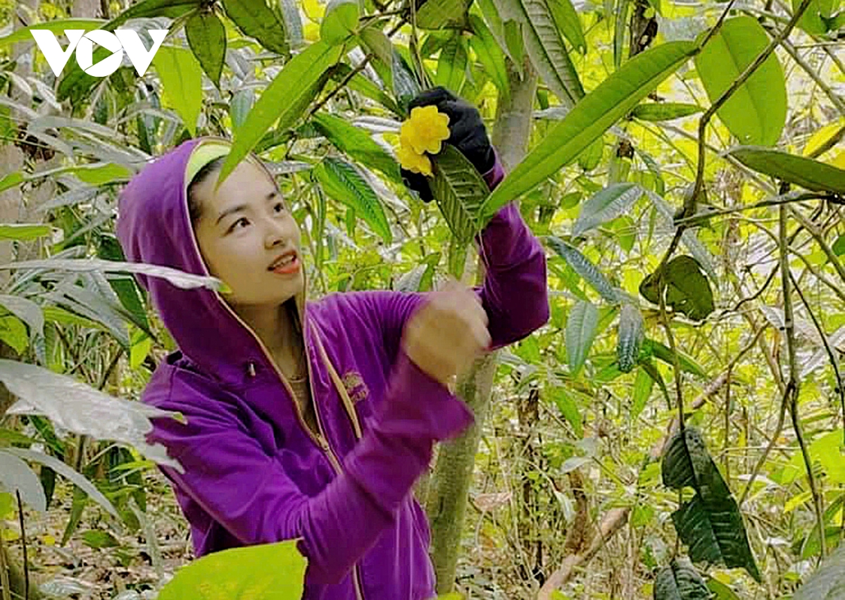 Loại trà đắt như vàng ở Nghệ An